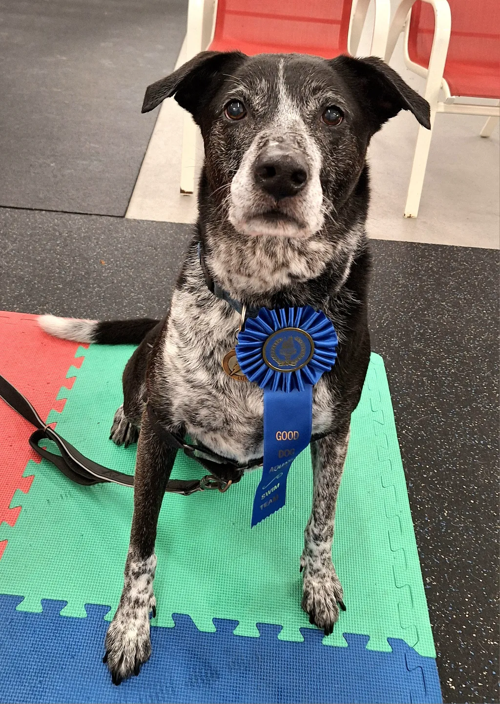 Luke with his blue ribbon after 6 weeks of aquatic physical therapy