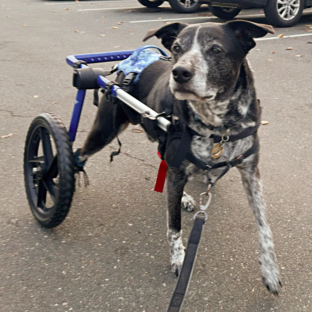 Luke going for a spin in his new mobility cart