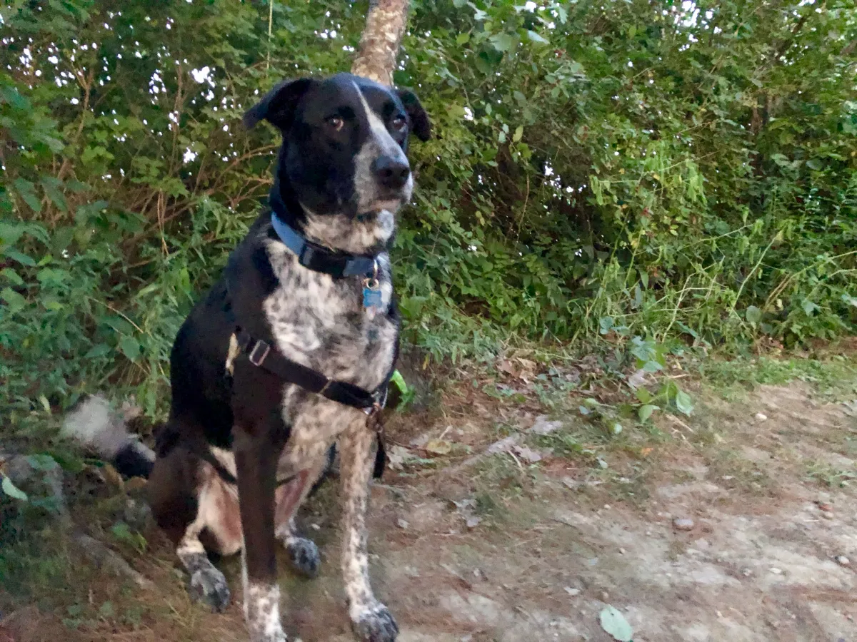 Luke, tethered to a tree, and maybe looking just the slightest bit guilty