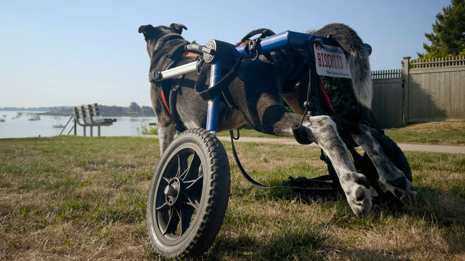 Luke, in his sympathy chariot, looking out over the horizon