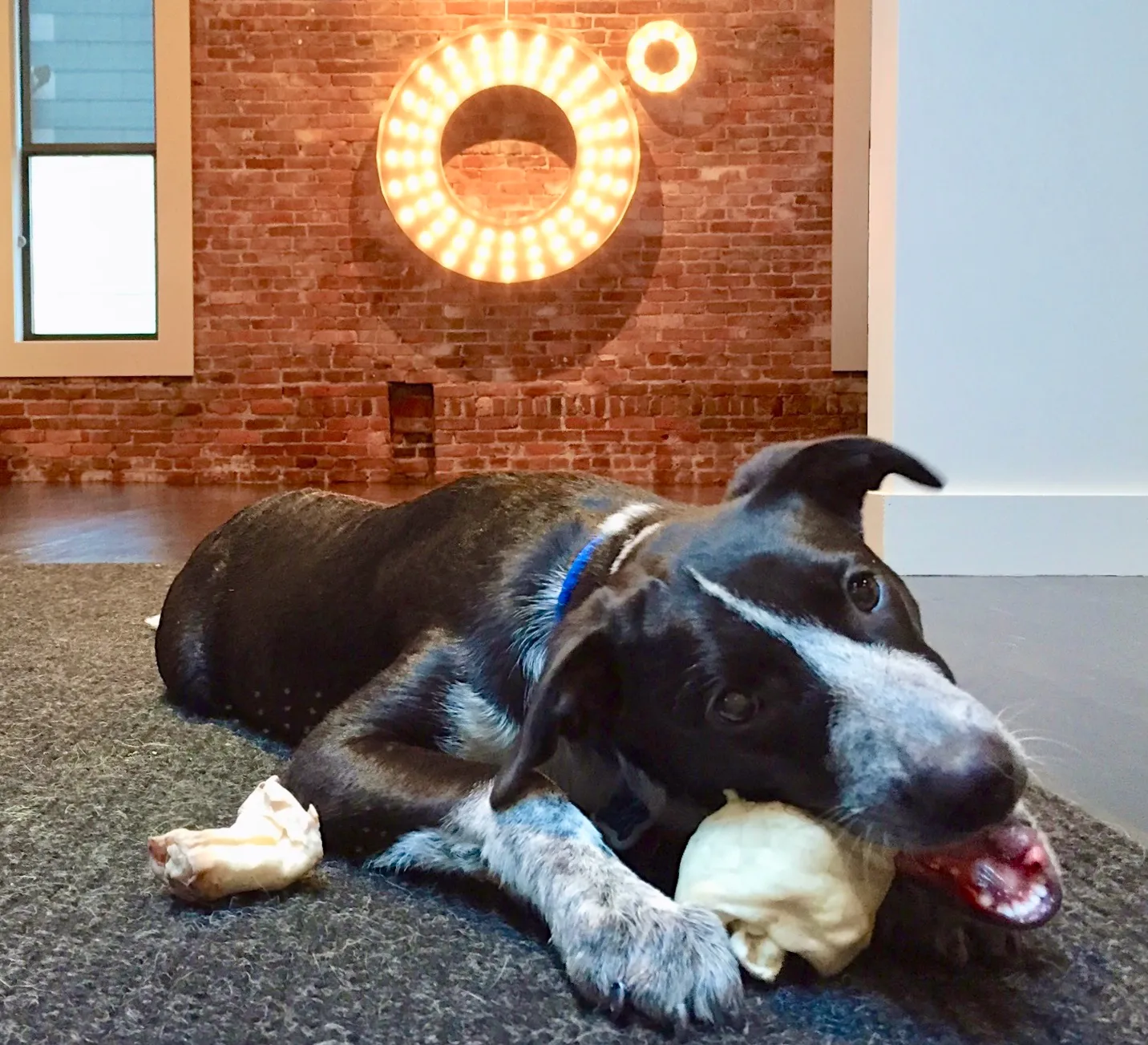 Chewing some rawhide in the office.