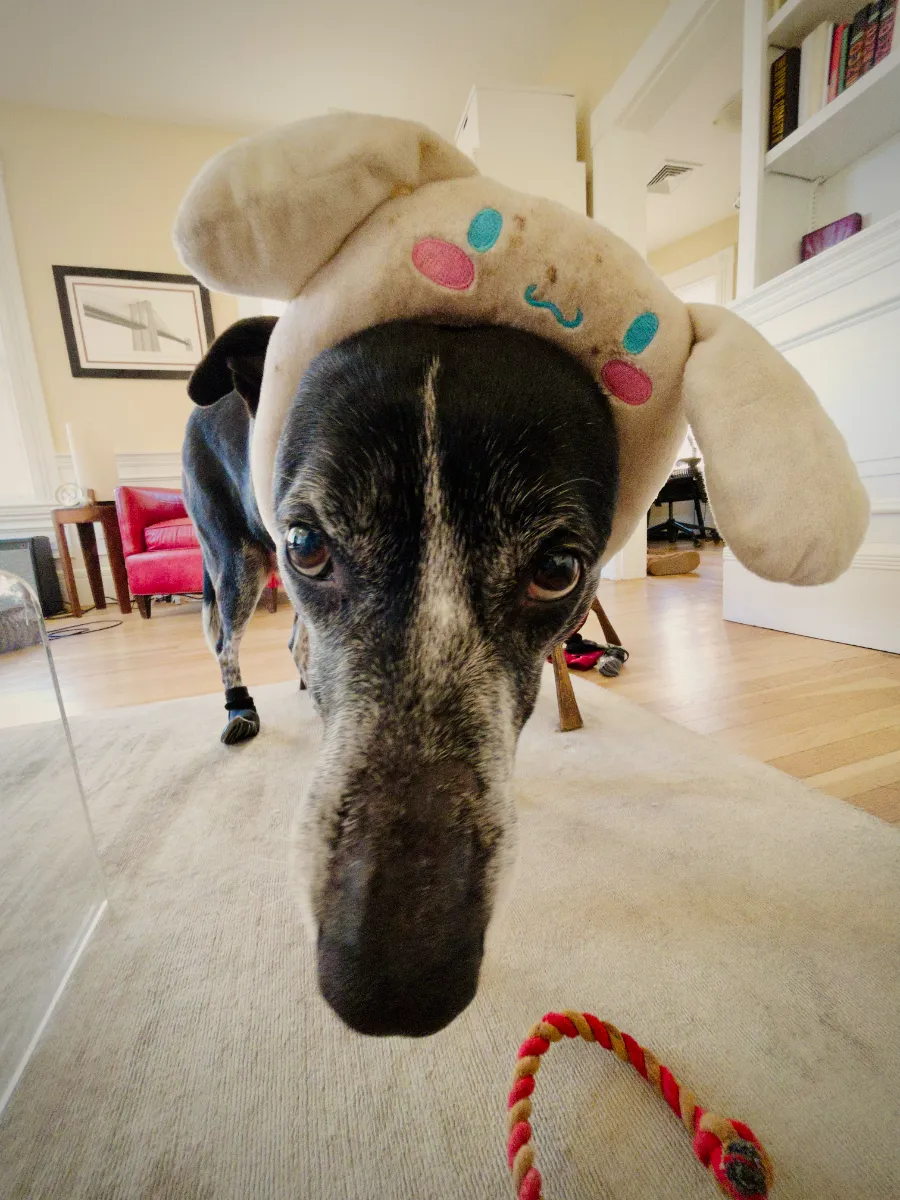 Luke, wearing a stupid cinnamarol headpiece