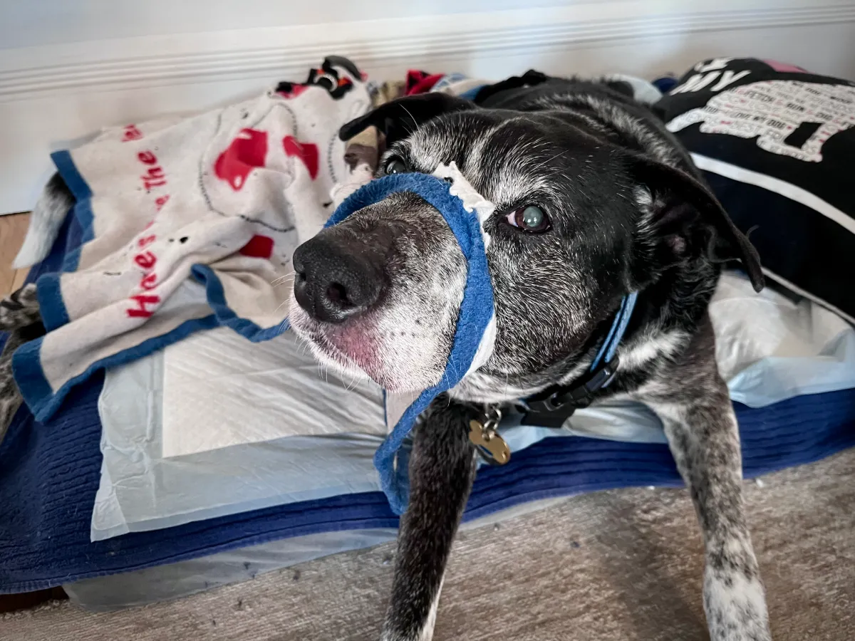 Old boy Luke in bed with his ratty old blanket.
