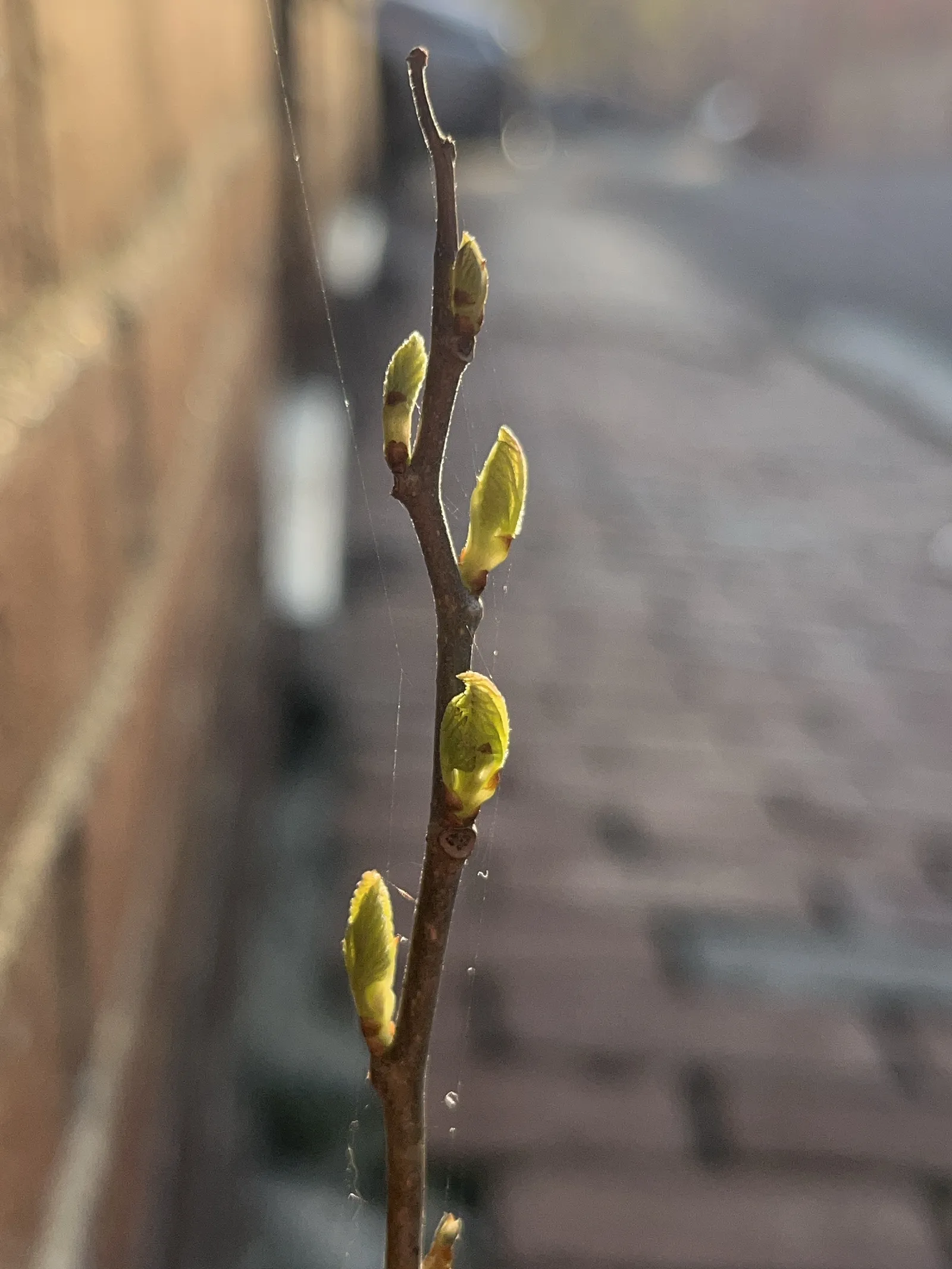 A closeup of sunlit buds sprouting off of a vertical stalk.
