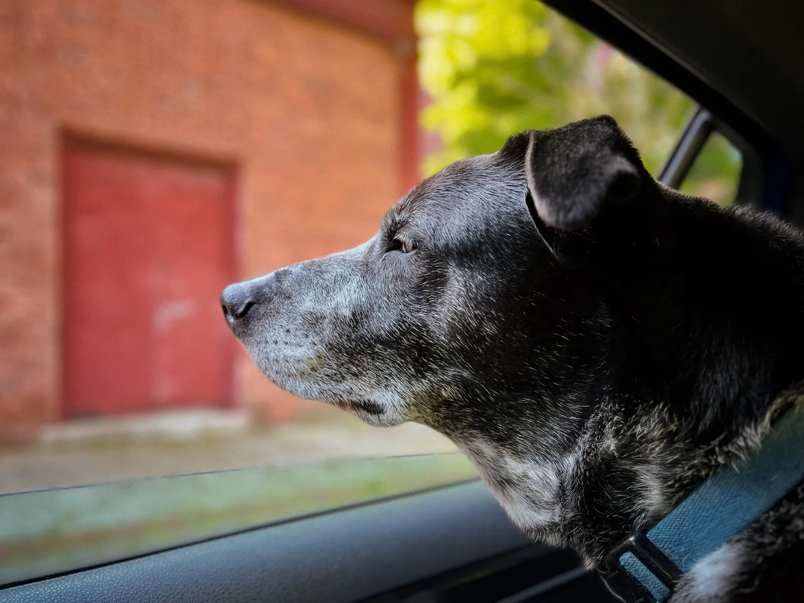 My dog, Luke, taking in the ever changing view from the back seat of the car.