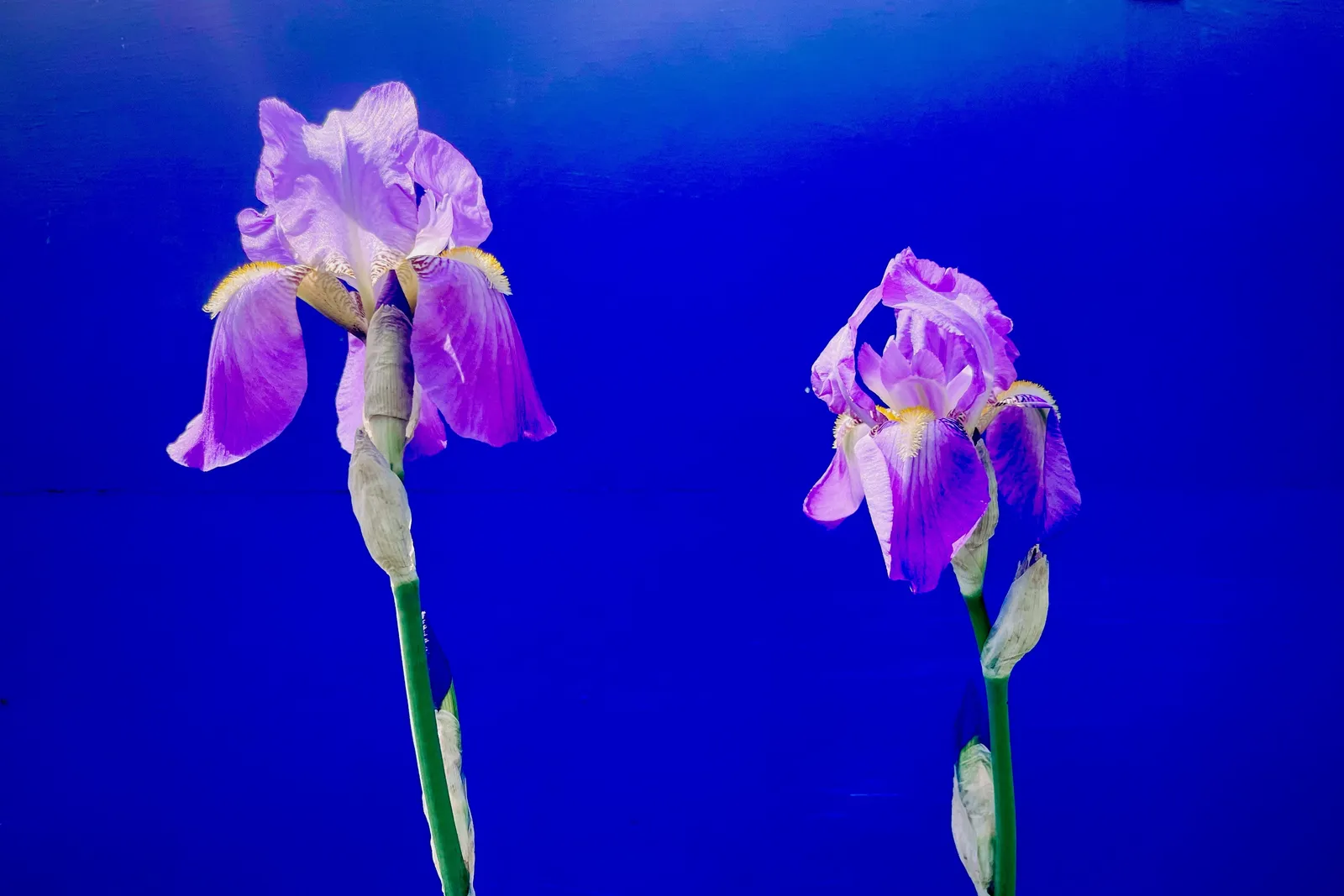 A pair of flowers against a blue background.
