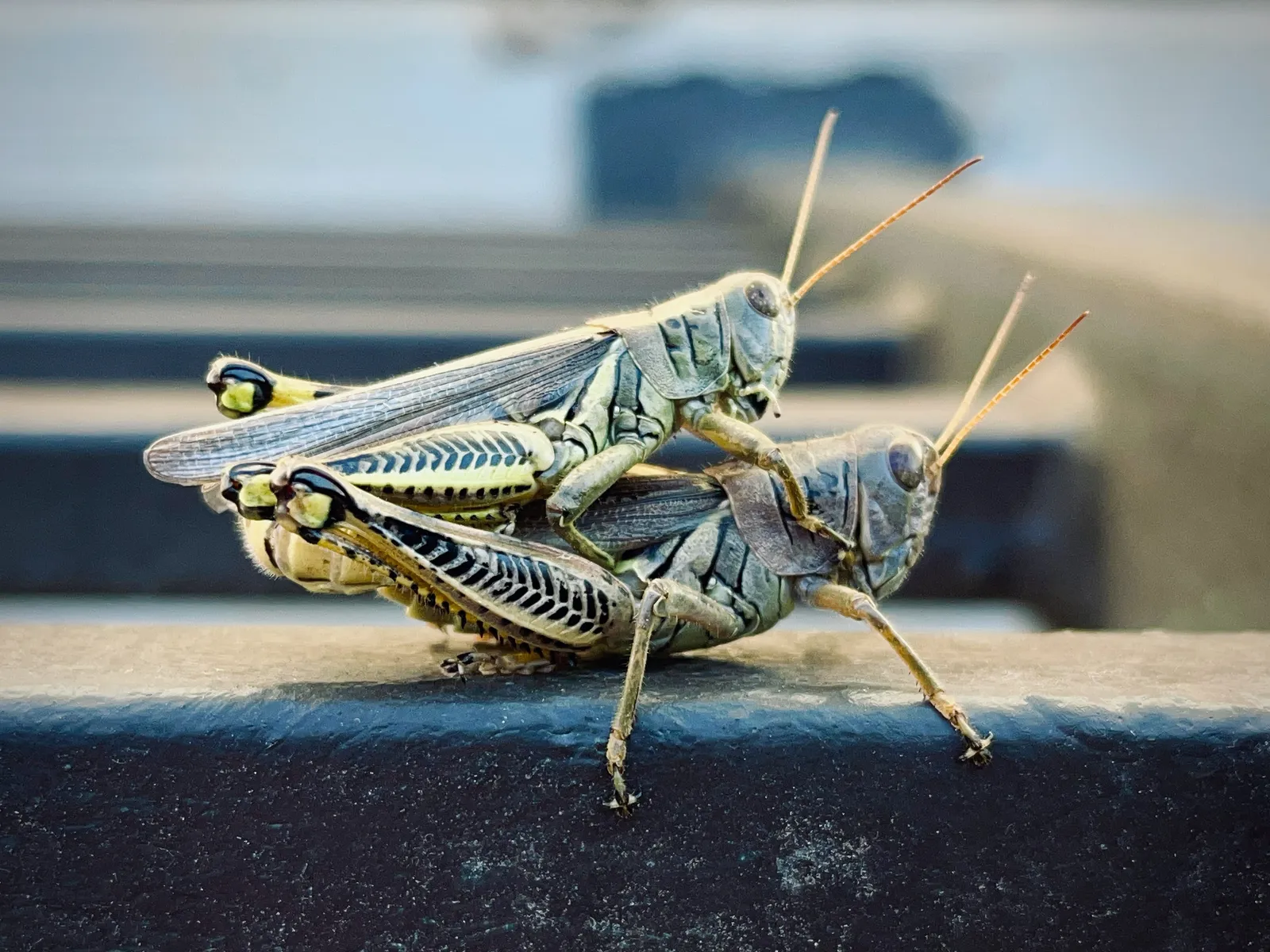 A close up of a grasshopper riding on the back of a larger grasshopper