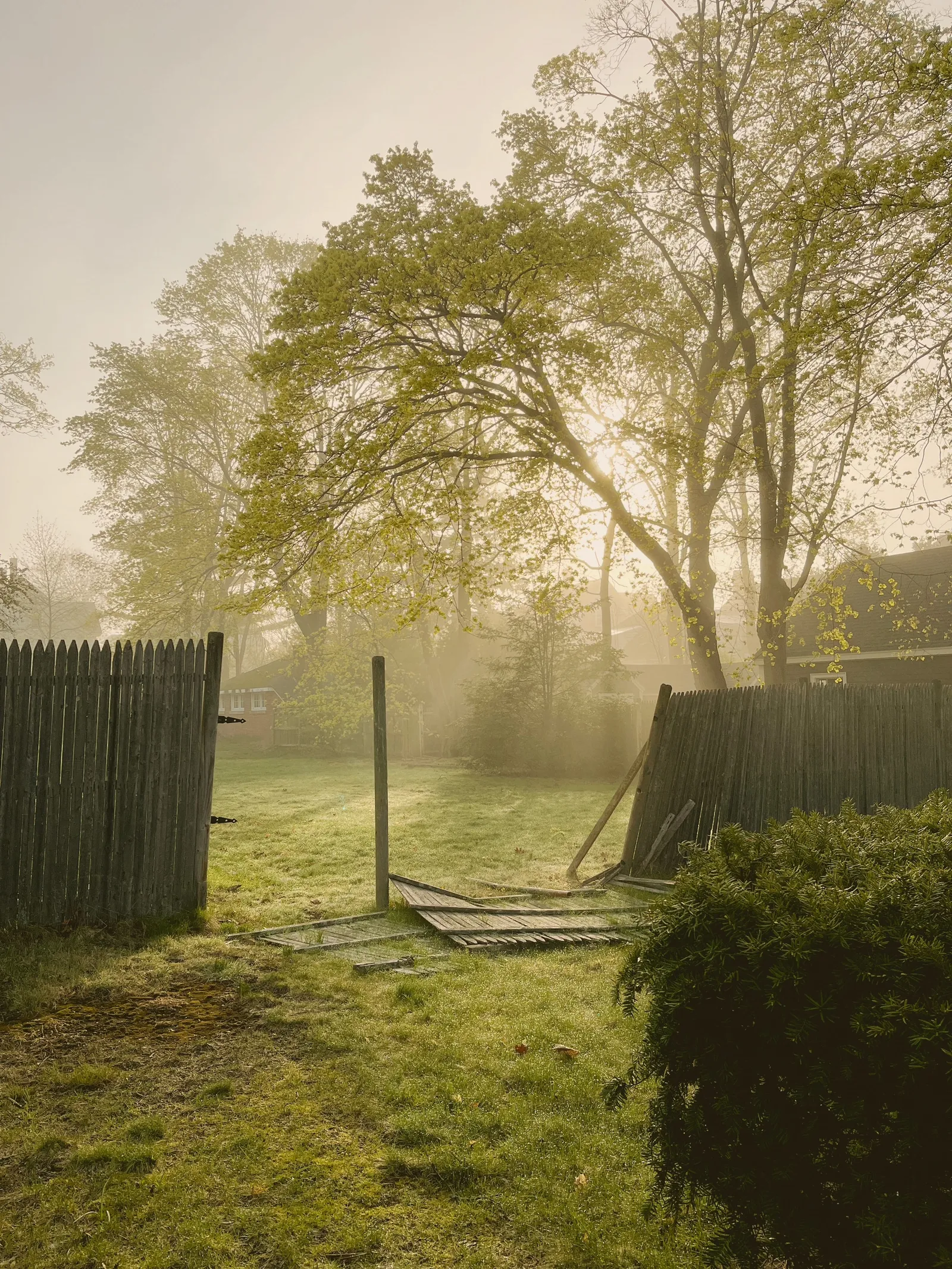 Morning sunlight filtering through trees and a light fog, as viewed through a broken fence.