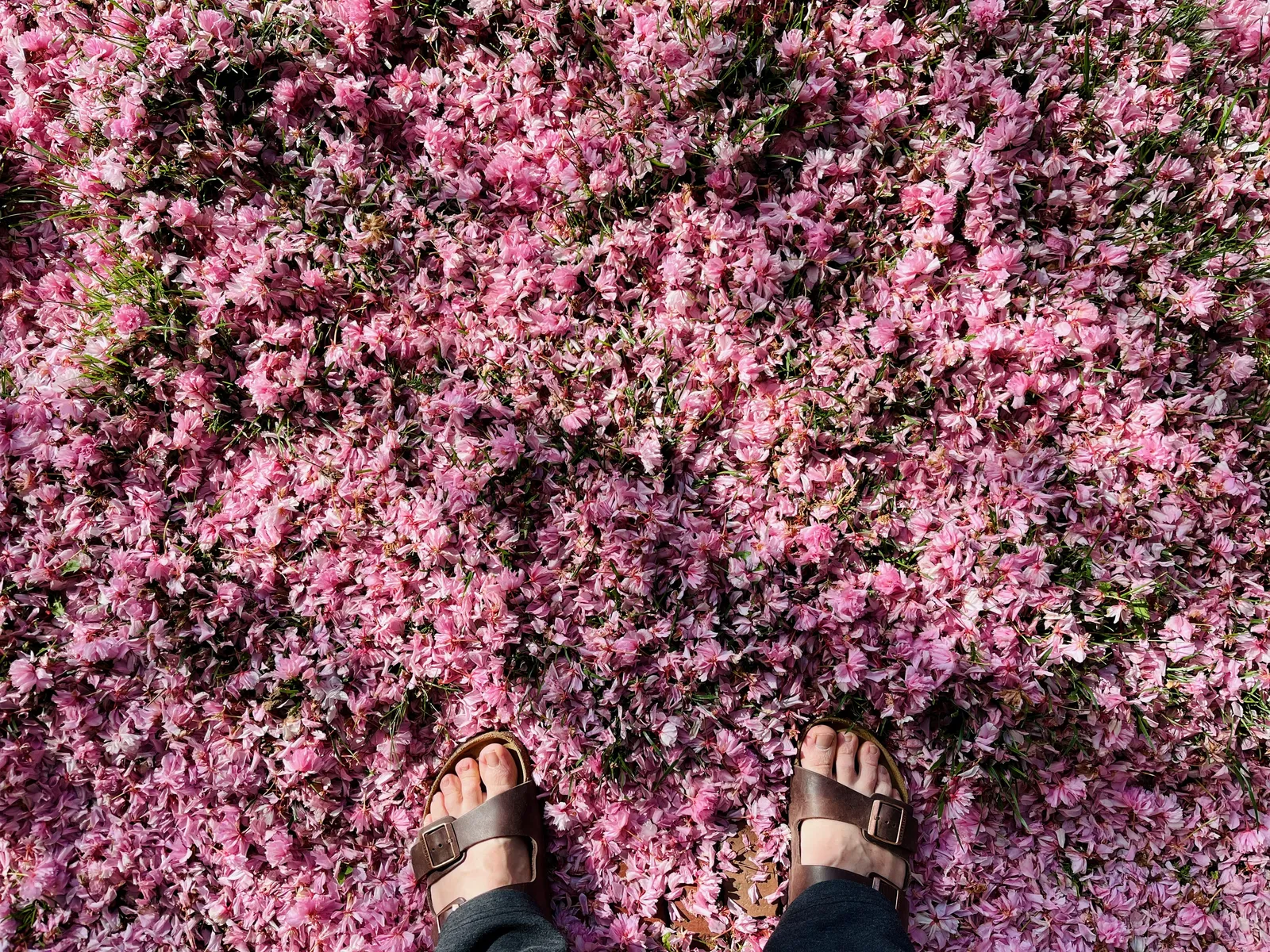 Looking down at a grassy area covered in pink flower petals. At the bottom of the frame are a pair of feet wearing Birkinstocks.